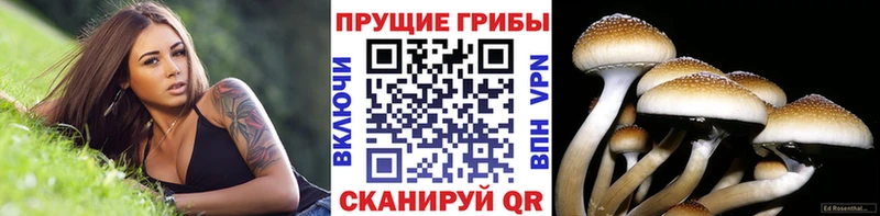 Псилоцибиновые грибы GOLDEN TEACHER  закладки  Новотроицк 